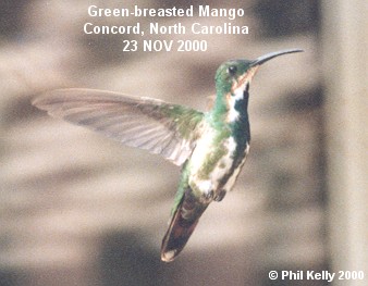 Green-breasted Mango Photo 1