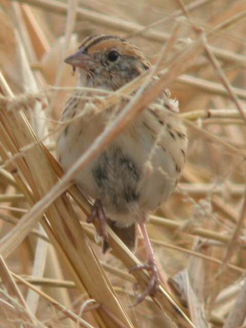 LeConte's Sparrow Photo 1
