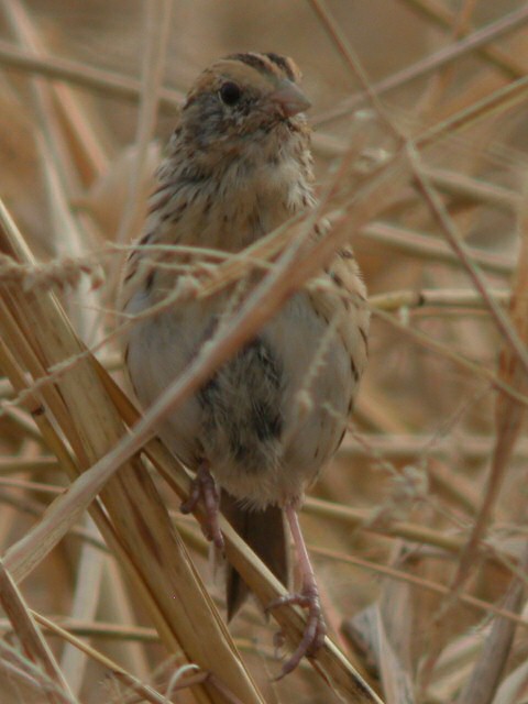 LeConte's Sparrow Photo 2