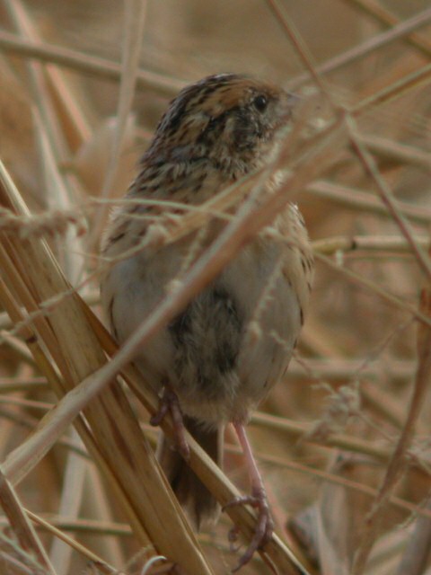 LeConte's Sparrow Photo 3