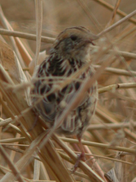LeConte's Sparrow Photo 4