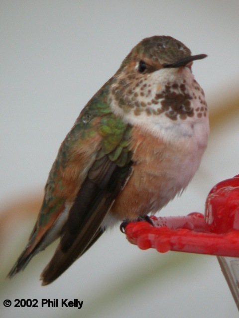 Rufous / Allen's Hummingbird